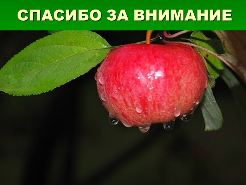 СПАСИБО ЗА ВНИМАНИЕ